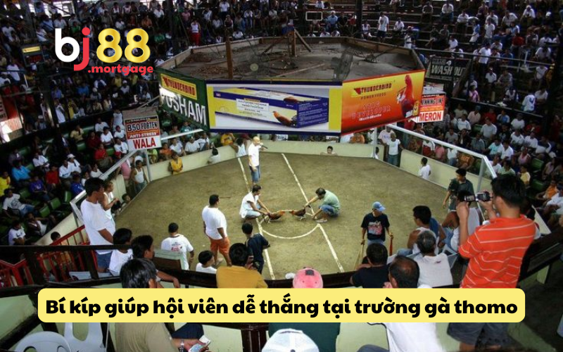 Chiến thuật để thắng lớn khi cá cược đá gà