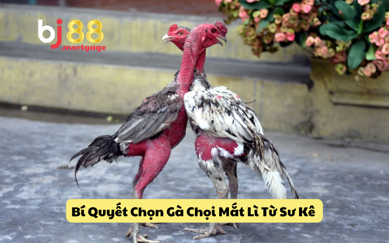 Bí Quyết Chọn Gà Chọi Mắt Lì Từ Sư Kê Bạn Không Thể Bỏ Qua