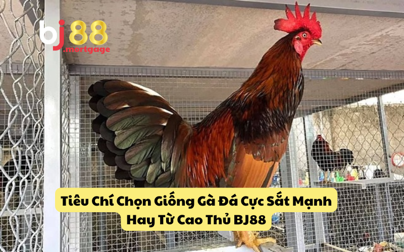 Tiêu Chí Chọn Giống Gà Đá Cực Sắt Mạnh Hay Từ Cao Thủ BJ88