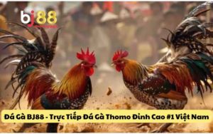 Đá Gà BJ88 - Trực Tiếp Đá Gà Thomo Đỉnh Cao #1 Việt Nam
