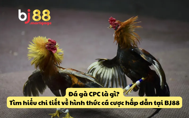 Đá gà CPC là gì? Tìm hiểu chi tiết về hình thức cá cược hấp dẫn tại BJ88