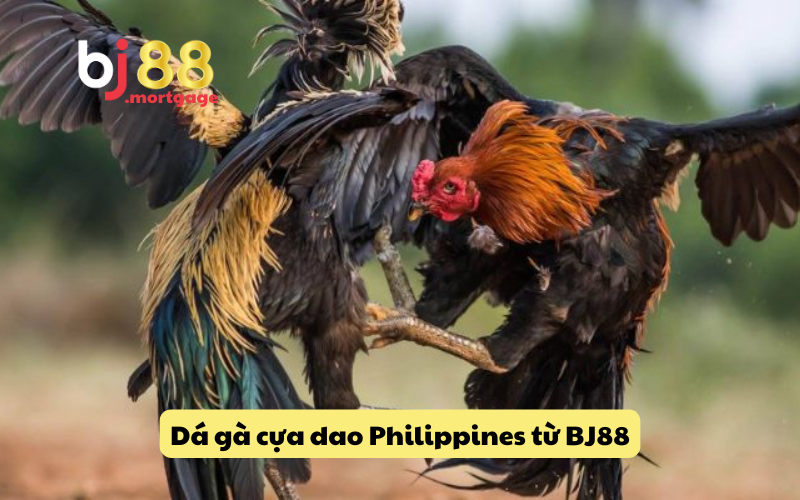 Luật lệ trong đá gà cựa dao