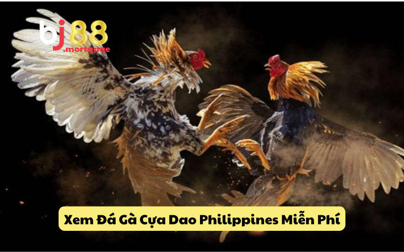 Xem Đá Gà Cựa Dao Philippines Miễn Phí, Chất Lượng Full HD
