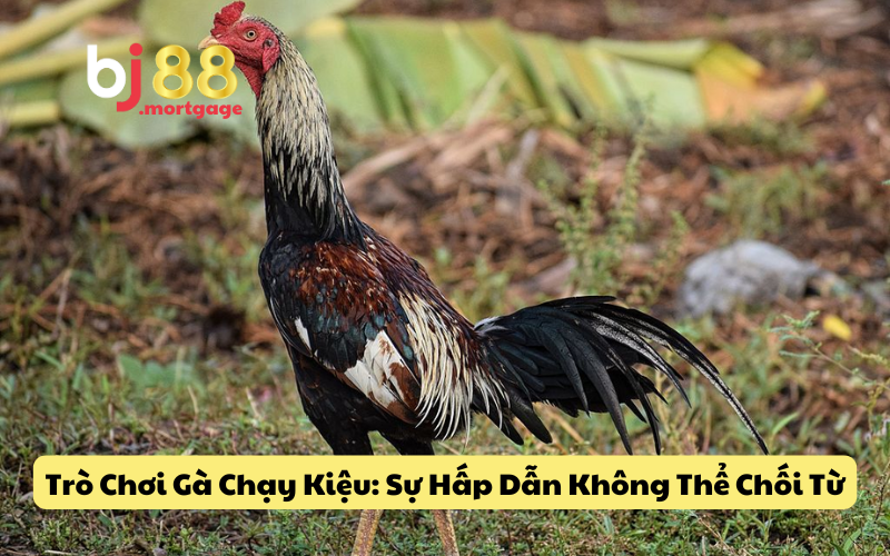 Trò Chơi Gà Chạy Kiệu: Sự Hấp Dẫn Không Thể Chối Từ