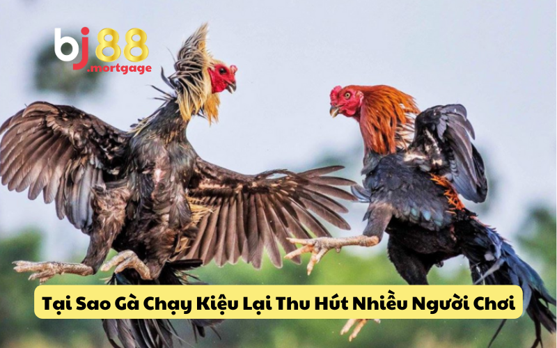 Có bao nhiêu loại gà chạy kiệu?