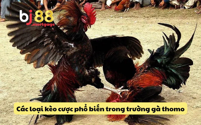 Giới thiệu sơ lược về trường gà thomo