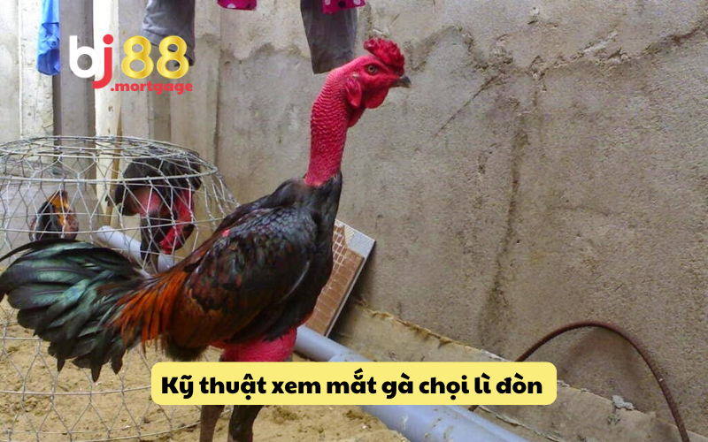 Cách soi kĩ mắt gà chọi siêu lì lợm