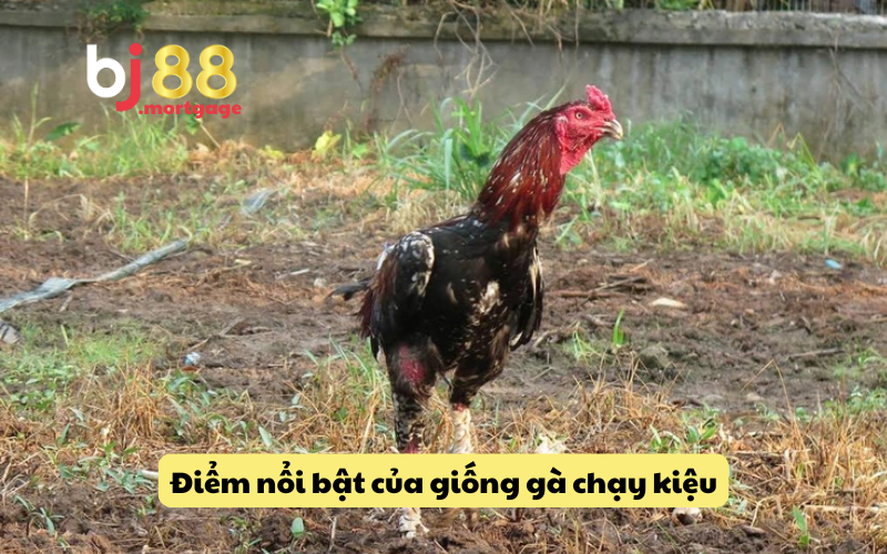Lý do Gà Chạy Kiệu Lại Thu Hút Nhiều Người Chơi