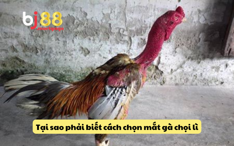 Lý do cần biết cách chọn mắt gà chọi lì