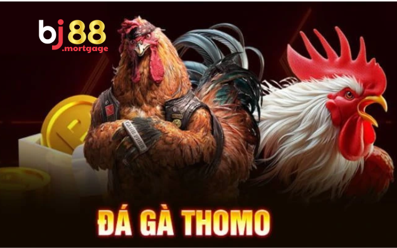 Tổng Hợp Thuật Ngữ Đá Gà Thomo Giúp Bạn Chơi Chuyên Nghiệp