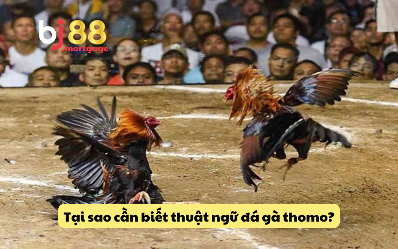 Lý do cần tìm hiểu thuật ngữ trong đá gà thomo