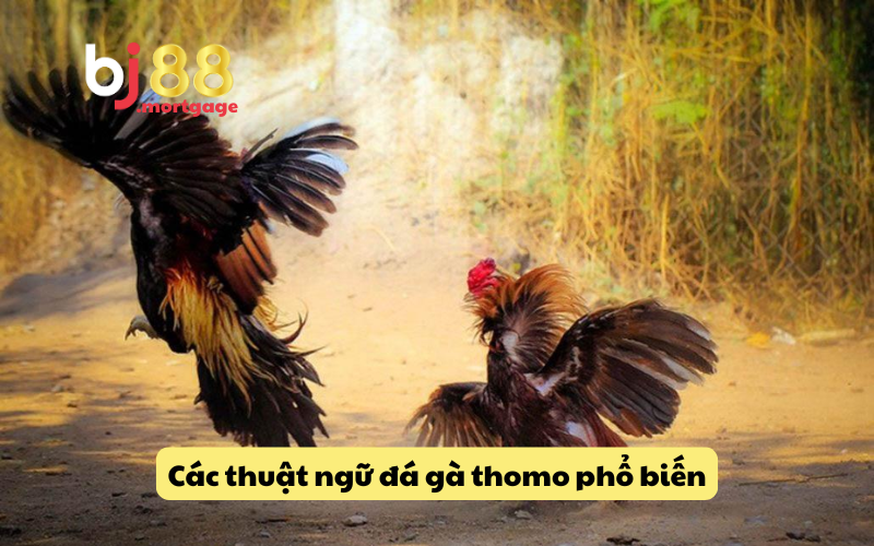 Giải thích thuật ngữ trong việc chăm sóc gà
