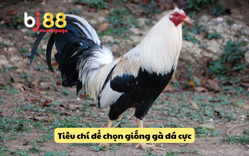 Những tiêu chuẩn để chọn ra giống gà đá cực sắt mạnh