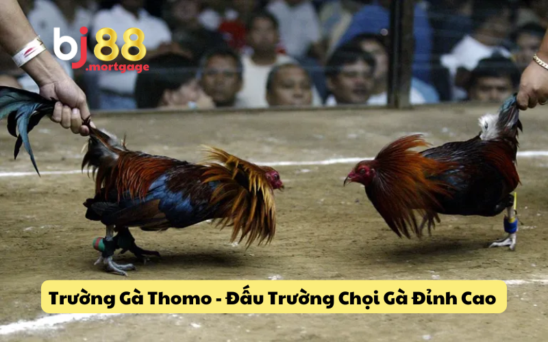 Trường Gà Thomo - Đấu Trường Chọi Gà Đỉnh Cao Tại Campuchia