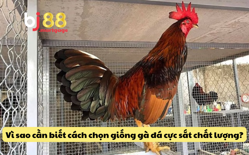Lợi ích của việc biết cách chọn gà đá cựa sắt hay